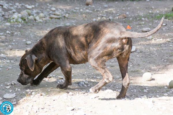Chanel: non è un accessorio, è una scelta per sempre Foto 3